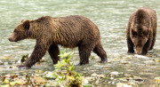 Two brown bear cubs walk over rocks while fishing in a river.