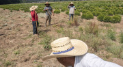 Four people wearing light-colored, wide-brimmed hats and holding hoes stand on dry dirt in an open area surrounded by small green shrubs.