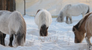 Brown and white horses graze on snow-covered grass in an open field under a white sky.